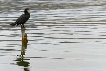 cormorant on top of a mast in the "estany de Banyoles"