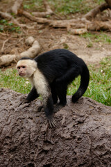 Cute capuchin monkey