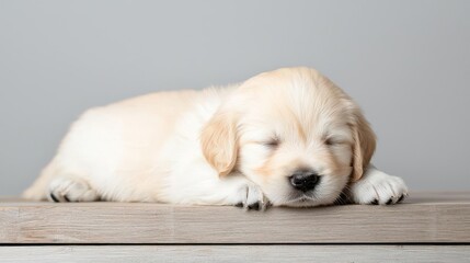 Adorable Golden Retriever Puppy Sleeping on Wooden Surface