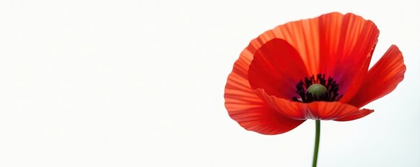 Close-up view of a brilliant red poppy against pure white, stock, white, image