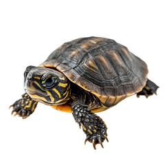 Fototapeta premium Close-up of a vibrant turtle illustrating nature's beauty. transparent background