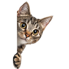 Curious cat peeking around a corner with bright, expressive eyes. transparent background