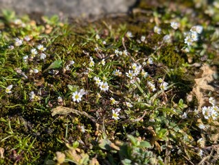 Whitlowgrass (Draba) growing on a wall