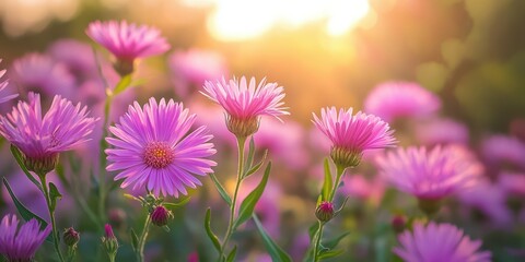 Obraz premium Beautiful purple flowers blooming in sunlight during a warm spring afternoon in a vibrant garden setting