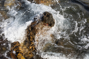 Crab on a rock in the sea