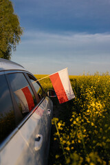 car drives through a blooming yellow rapeseed field on a sunny day. The Polish flag sticks out of the car window. National symbol of freedom and independence. Car tour in Europe