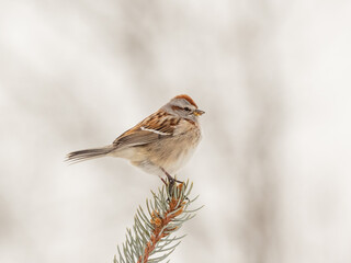 An American Tree Sparrow perched up on the tip of a pine branch
