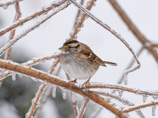 A White-throated Sparrow perched on a narrow branch covered in ice following freezing rain