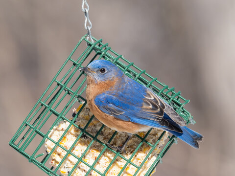 A male Eastern Bluebird perched on a suet block bird feeder