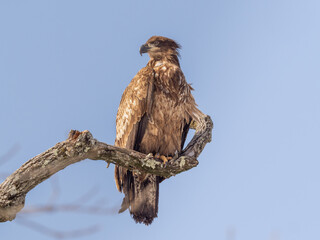 A scruffy immature Bald Eagle in very worn plumage and perched on a bare branch