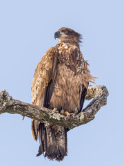 A scruffy immature Bald Eagle in very worn plumage and perched on a bare branch