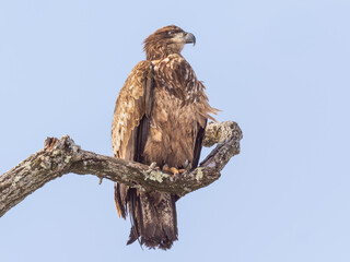 A scruffy immature Bald Eagle in very worn plumage and perched on a bare branch