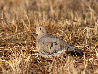 A bright Mourning Dove in early morning light on the ground amongst short dry grass
