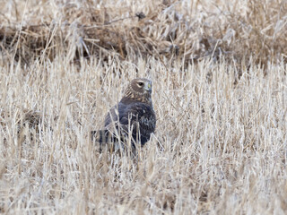 A female Northern Harrier perched on the ground amongst short grass stubble
