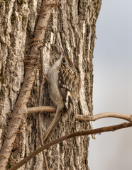 A close up of a Brown Creeper climbing up a tree trunk