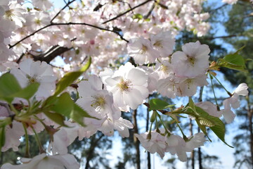 Blooming Sakura Branches, Pink and Purple Flowers, Macro Shot of Beautiful Cherry Blossom