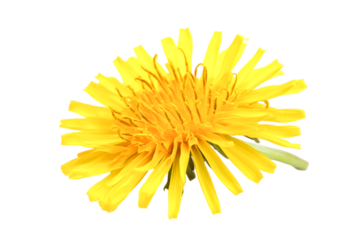 Vibrant Yellow Dandelion Flower Closeup Nature's Sunny Delight