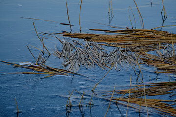 reeds frozen in ice on river bank