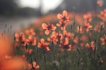 Sunny Poppy Field in Summer