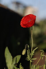 Obraz premium Sunny Poppy Field in Summer