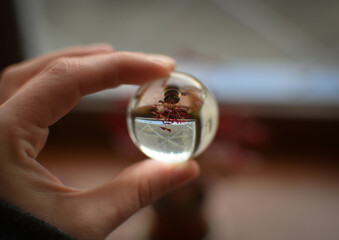 Flower Reflected Inside a Glass Ball Held by Hand, Macro Reflection Photography