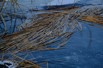 reeds frozen in ice on river bank