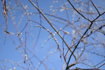Tree Branches with Large White Fluffy Spring Buds, Macro Shot Against Blue Sky