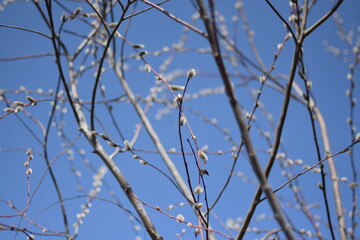 Tree Branches with Large White Fluffy Spring Buds, Macro Shot Against Blue Sky
