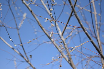Tree Branches with Large White Fluffy Spring Buds, Macro Shot Against Blue Sky