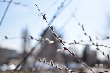 Tree Branches with Large White Fluffy Spring Buds, Macro Shot Against Blue Sky