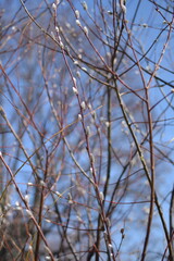 Tree Branches with Large White Fluffy Spring Buds, Macro Shot Against Blue Sky