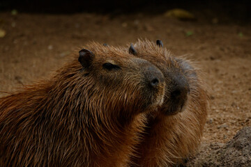 prairie dog eating grass