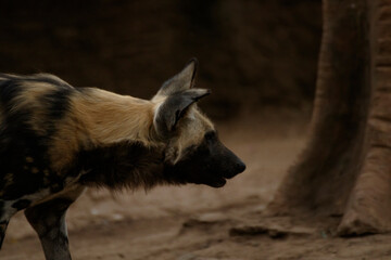 Fototapeta premium goat in the zoo