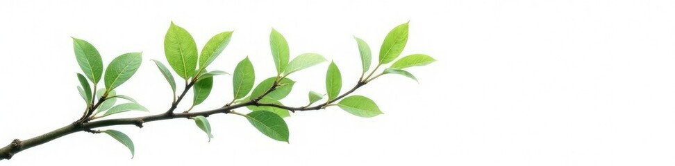 Naklejka premium Delicate branch with leaves isolated on white background, tree, white, leafy