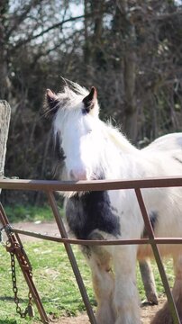 Horse grazing in a field, rural landscape, and peaceful atmosphere. High quality 4k footage