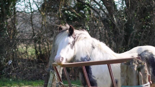 Horse grazing in a field, rural landscape, and peaceful atmosphere. High quality 4k footage