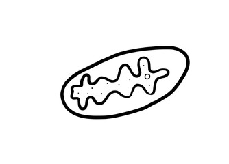 Mitochondrium Zeichnung 