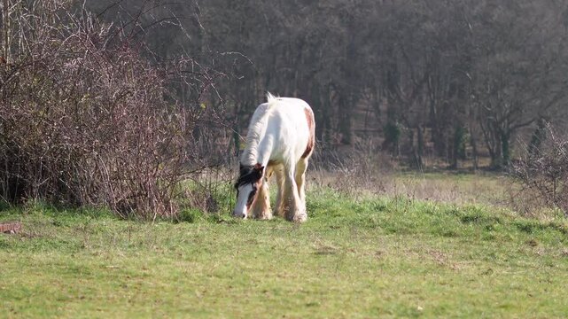 Horse grazing in a field, rural landscape, and peaceful atmosphere. High quality 4k footage
