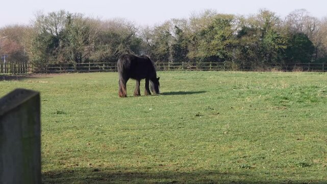Horse grazing in a field, rural landscape, and peaceful atmosphere. High quality 4k footage