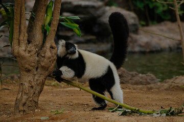 Naklejka premium black and white lemur