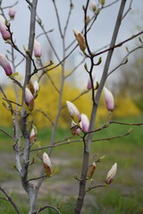 Blooming Magnolia with Blue Sky Background