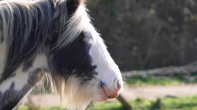 Horse grazing in a field, rural landscape, and peaceful atmosphere. High quality 4k footage