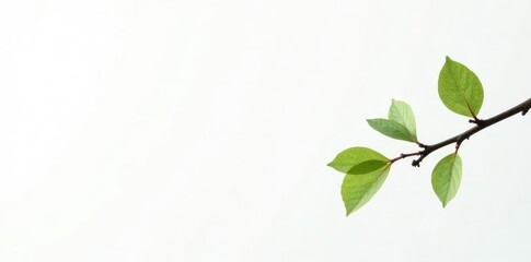 Single branch with delicate leaves against a stark white background, elegant, branch, nature photography