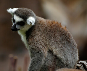 Fototapeta premium ring tailed lemur