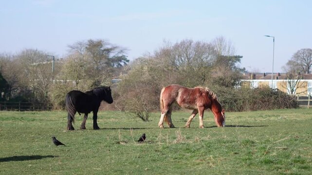 Horse grazing in a field, rural landscape, and peaceful atmosphere. High quality 4k footage