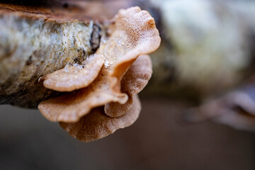 polypore mushrooms on birch branch. Tree overgrown with fungus