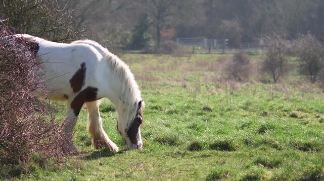 Horse grazing in a field, rural landscape, and peaceful atmosphere. High quality 4k footage