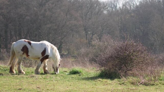 Horse grazing in a field, rural landscape, and peaceful atmosphere. High quality 4k footage