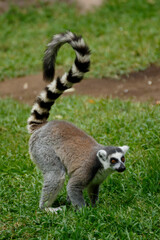 Obraz premium ring tailed lemur