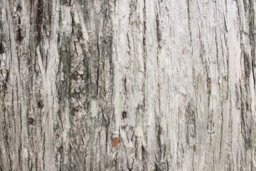 Fototapeta premium Rustic tree bark texture background